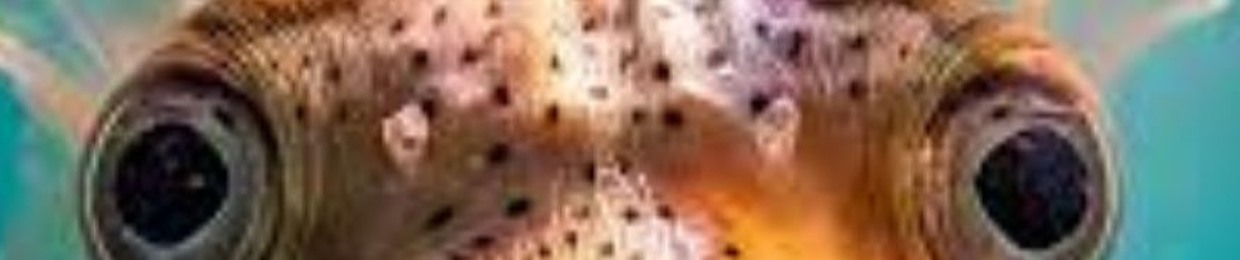 MrDuckE