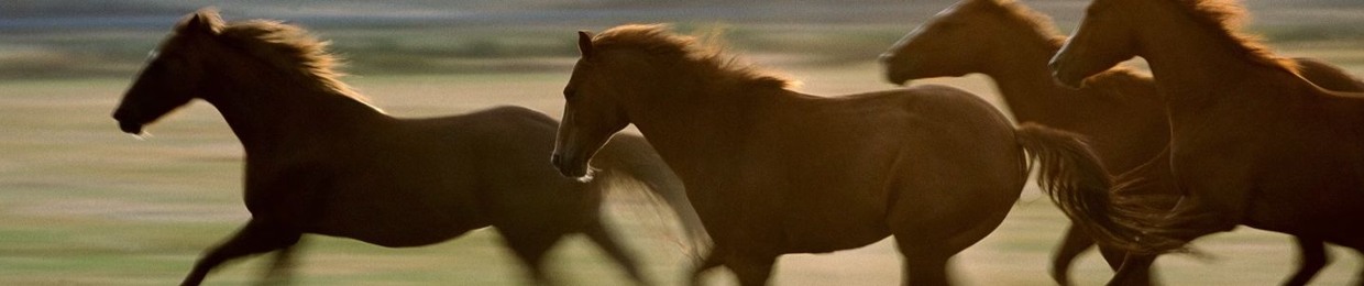 HorsesDontStop