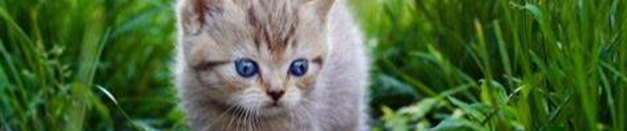 KittyForever13