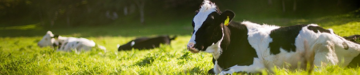 Diarymilk3