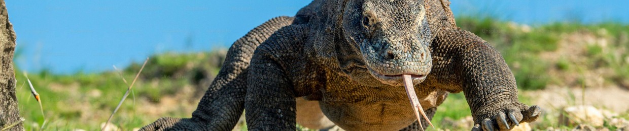 Fasterkomodo HARD TECHNO