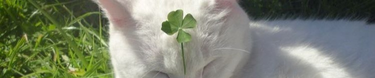 four leaf clover