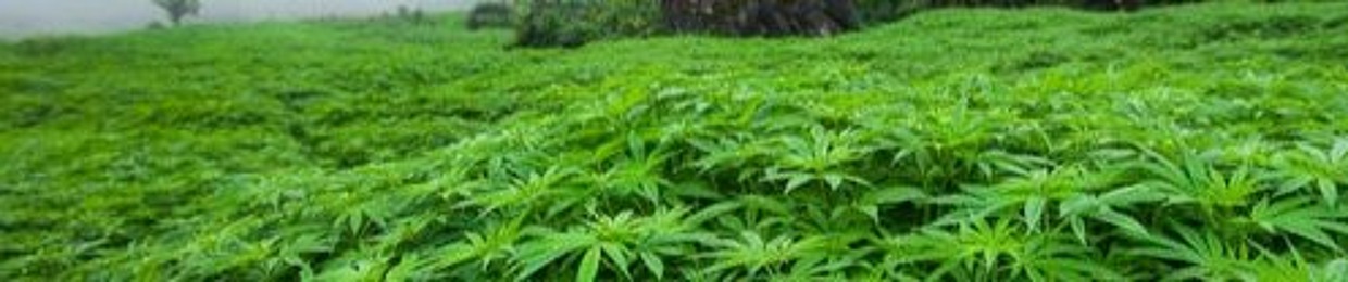 420kid