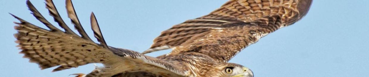 The Hawk