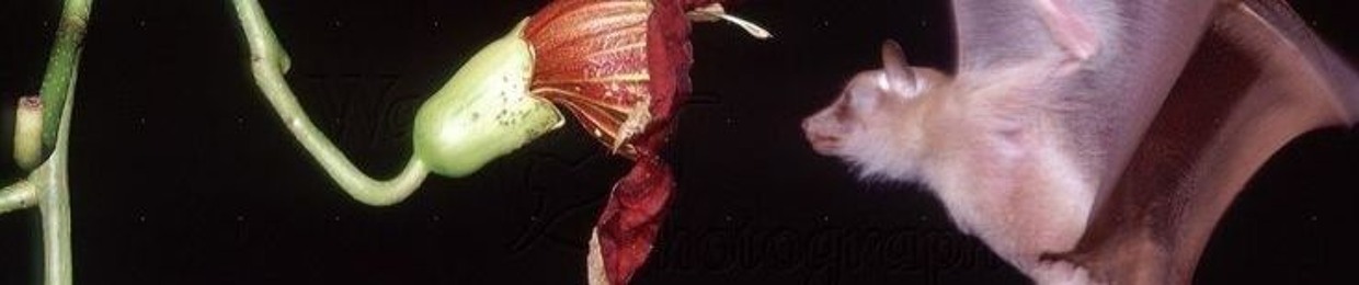 faizuloev