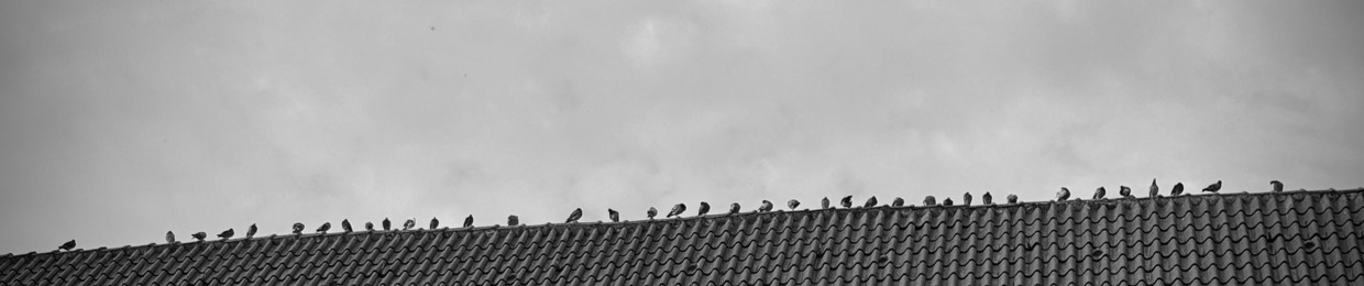 Parham Shahravan Mehr