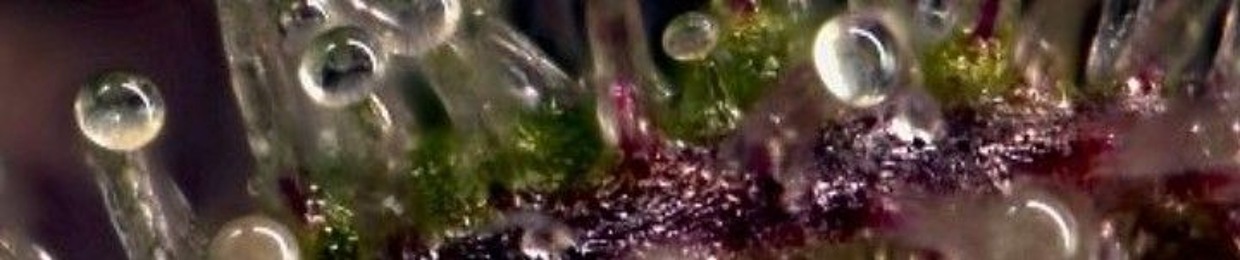 Blaze_the_Haze 420