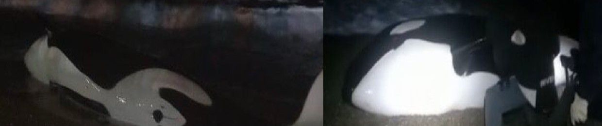 potato