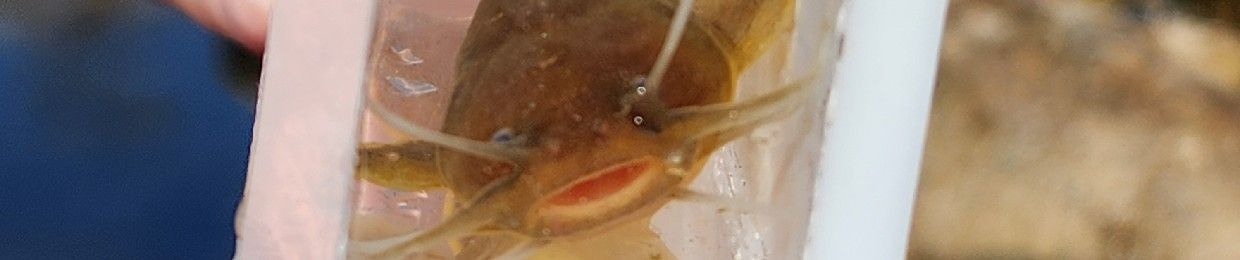 Dr.fish (닥터피쉬)