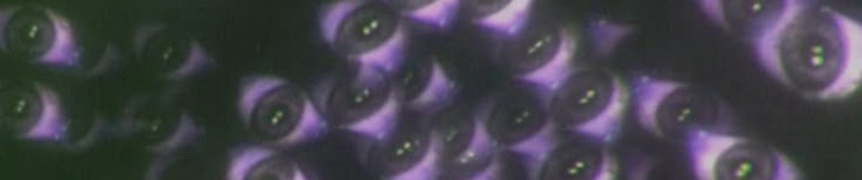 13 eyes