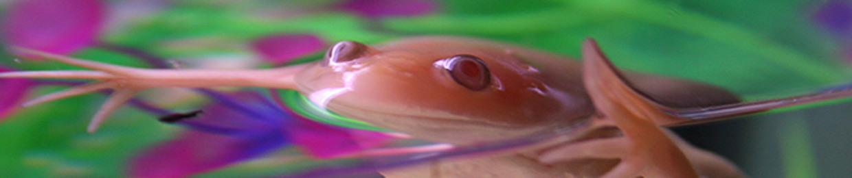 SeaBunkles