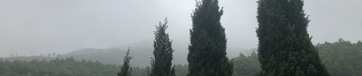 Đinh Hồng