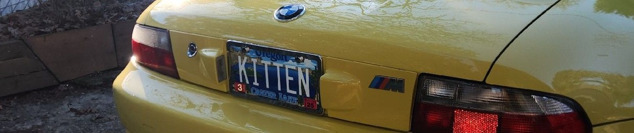kitten