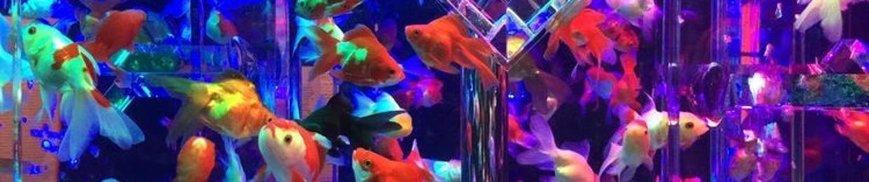 goldenfishie <•,><