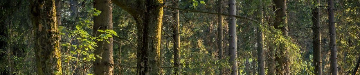 Jakub Exner Zoombies