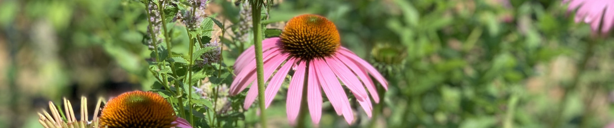 Satori Ki