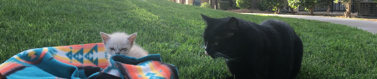 prissy