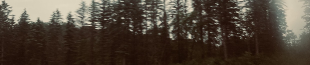 pine trees in a blue grey winter