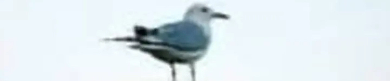 SPECIMEN NUMBER 100001