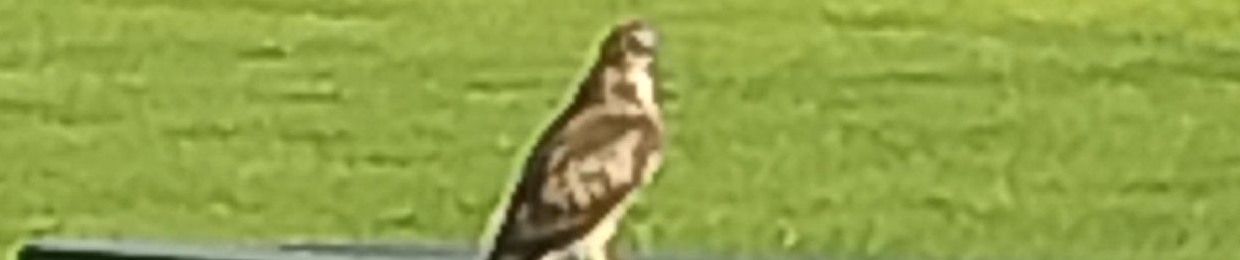 Sober1 Bro,model, mobile,rehab