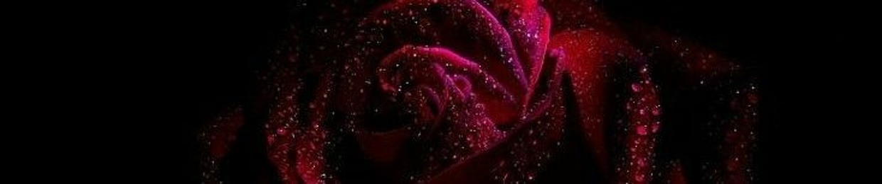 Fuchsia Roses