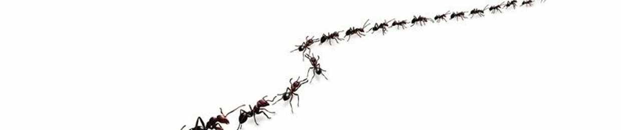 D.ant