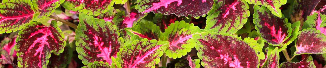 FOLIAGE