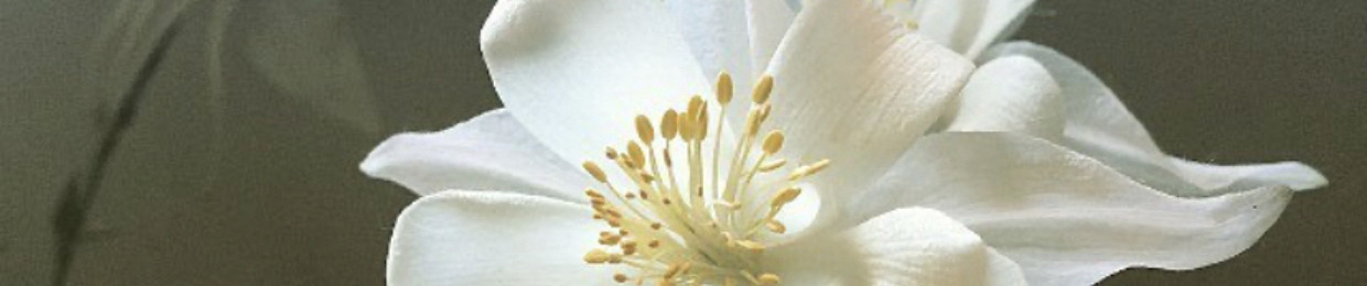 orchidnote