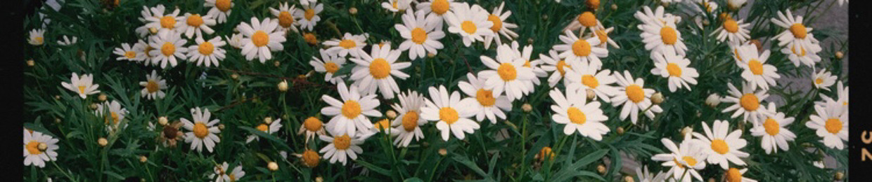 Phương Thi ( Bò nè )