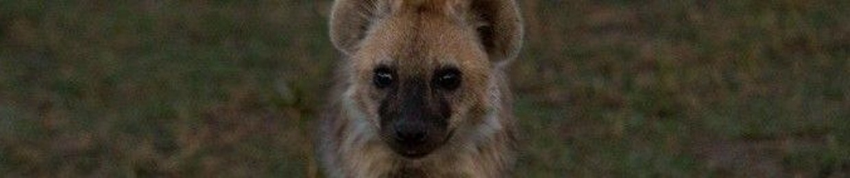 critter_condition