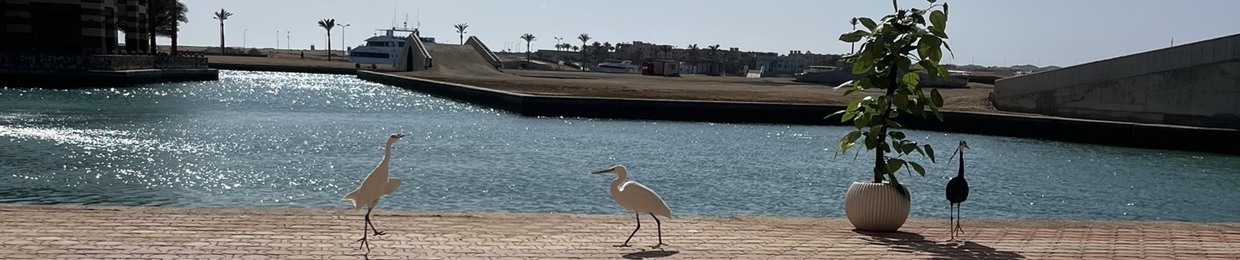 Alaa Abdel Wahab
