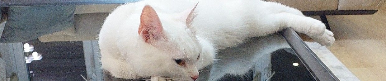 Kaan
