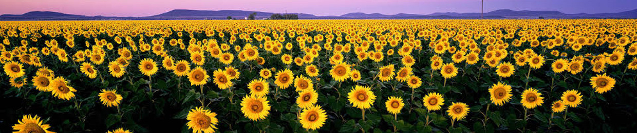 Sunflower Funk