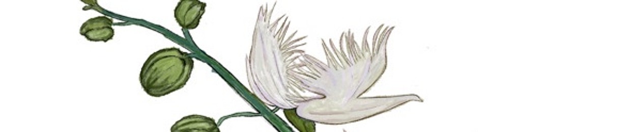 egret ★