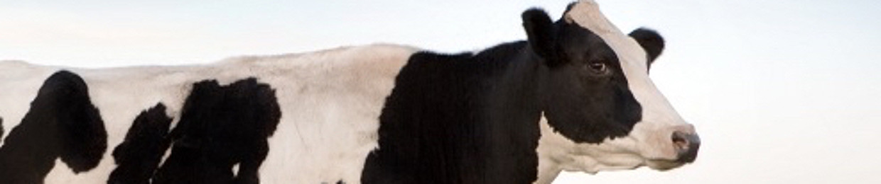 dj heifer