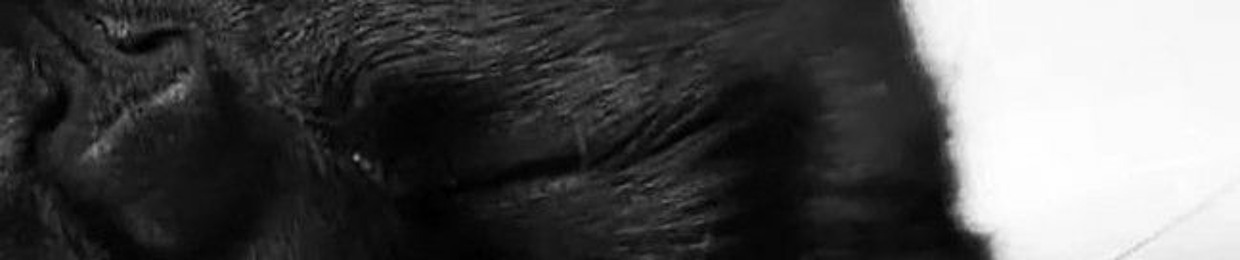 hi___moon