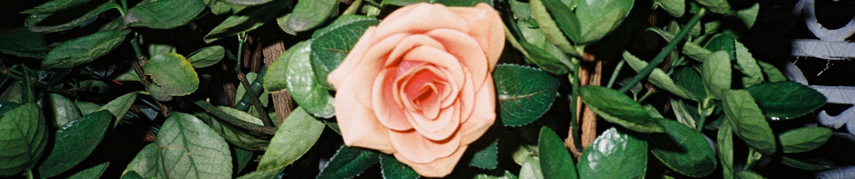 ⋆꙳𝜗𝜚꙳.*‬