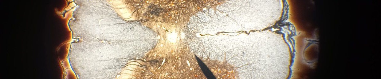 Szacharose