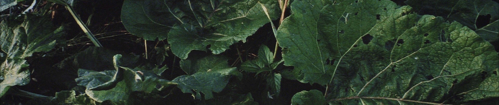 SoundCloud banner for @viewed