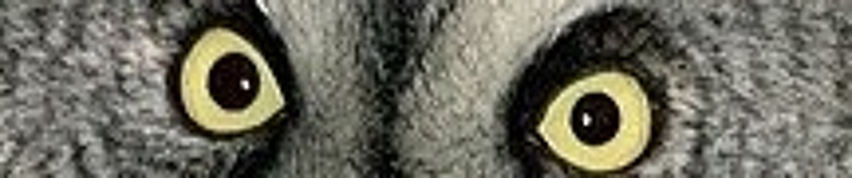 Domsky