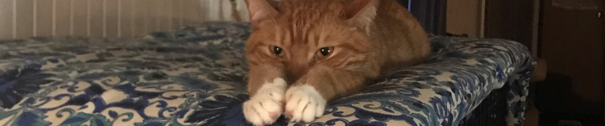 TheBarkingCat