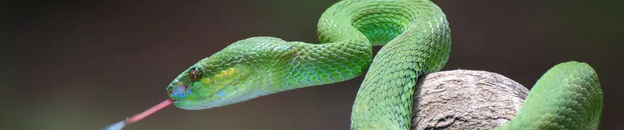 Watchhh🐍(@watchhhk)