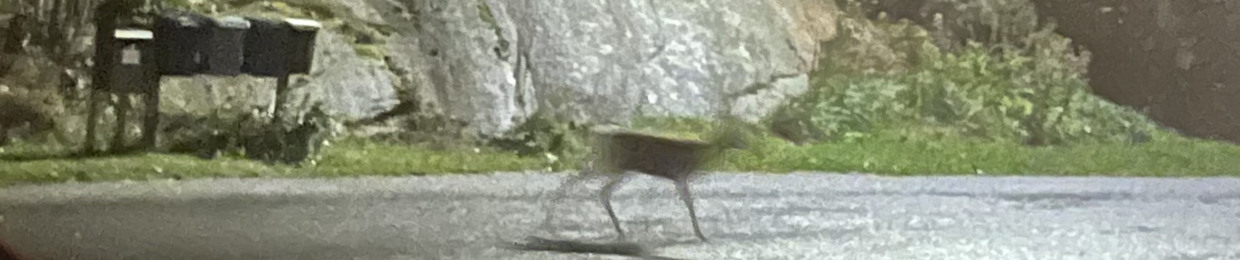 Tamino