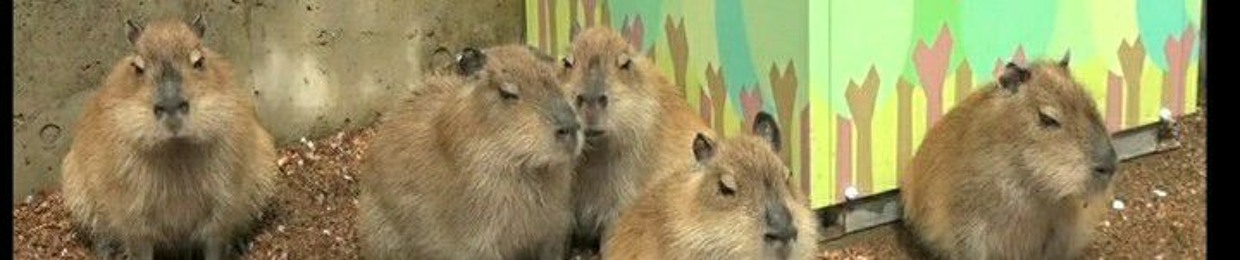 DonutCapybaraKingofShowersBioparkAsoNumber1Fan1234