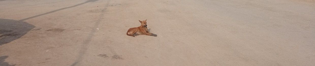 Savedogs95