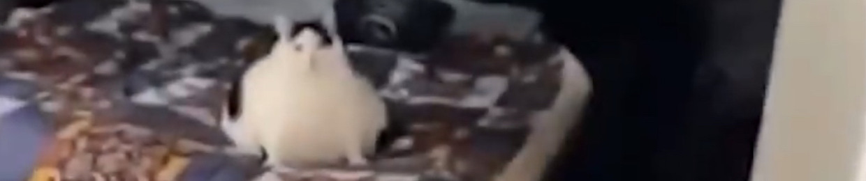 Racoon_Coom