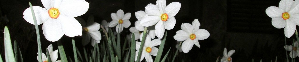 dar.levka