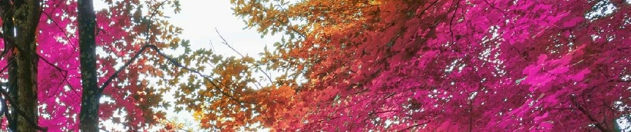 Mohamed Saied Elshaer