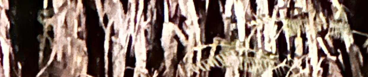 Adamdingemans
