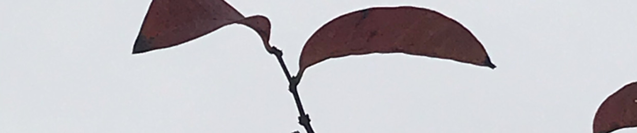 Pắp